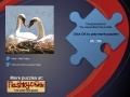 Mäng Swans Puzzle