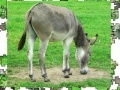 Mäng Jigsaw: Donkey