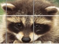 Mäng Raccoon Puzzle
