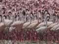 Mäng Flamingos Slider