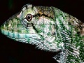 Mäng Wild iguana slide puzzle