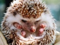 Mäng Small hedgehog
