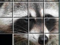 Mäng Raccoon Puzzles