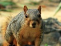 Mäng Hidden Animals: Squirrels