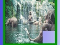 Mäng Elephants in the sea slide puzzle
