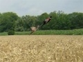 Mäng Pheasant Hunting