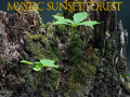 Mäng Mystic sunset forest