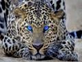 Mäng Leopard