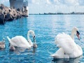 Mäng Swan family slide puzzle