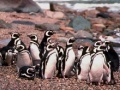 Mäng Penguin Jigsaw
