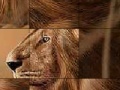 Mäng Big brave lion slide puzzle