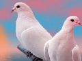 Mäng Lovely white doves slide puzzle
