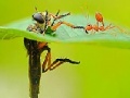 Mäng Little ant and leaf slide puzzle