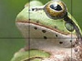 Mäng Sweet Green Frog Slide Puzzle