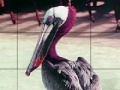 Mäng Pink headed pelican slide puzzle