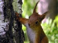Mäng Cute squirrels slide puzzle