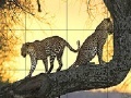 Mäng Big wild cats slide puzzle