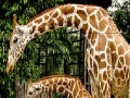 Mäng Giraffes in the forest slide puzzle