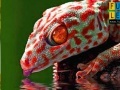 Mäng Thirsty red gecko puzzle