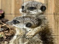 Mäng Sissy animals slide puzzle
