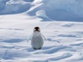 Mäng Cannibal Penguin