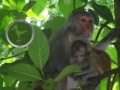Mäng Hidden Animals: Baby Monkeys