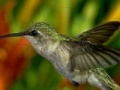 Mäng Hummingbird