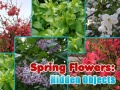 Mäng Spring Flowers: Hidden Objects