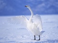 Mäng Graceful Swans