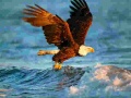 Mäng Animals Jigsaw Puzzle Eagle