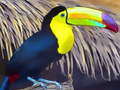 Mäng Toucan Bird Jigsaw