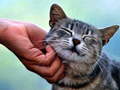 Mäng Tickling Cat