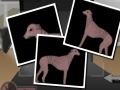 Mäng Greyhound Tycoon