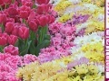 Mäng Hidden Hearts - Spring Flowers