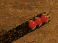 Mäng Worm Madness