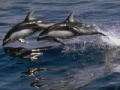 Mäng Dolphins Sliding Puzzle